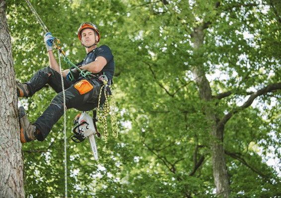 Mark Chisholm, professional arborist, in tree with chainsaw