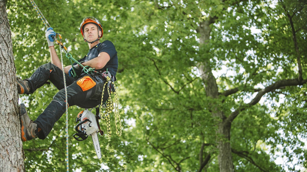 Best Tree Care Service in San Francisco Bay Area - Arborist Now - Arborist  Now