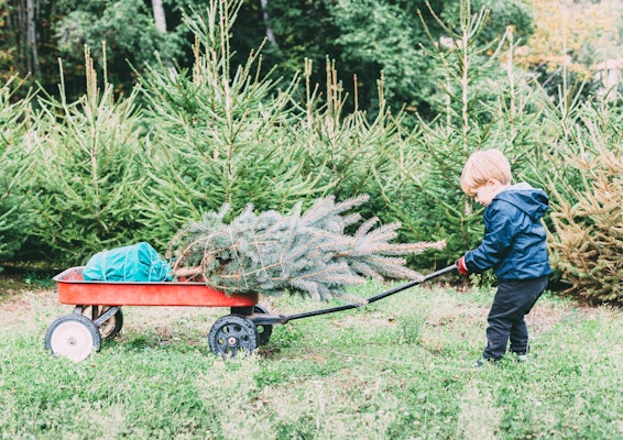 Child drags the Christmas tree chose on his cart 