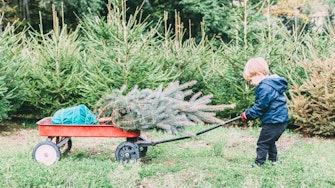 Child drags the Christmas tree chose on his cart 