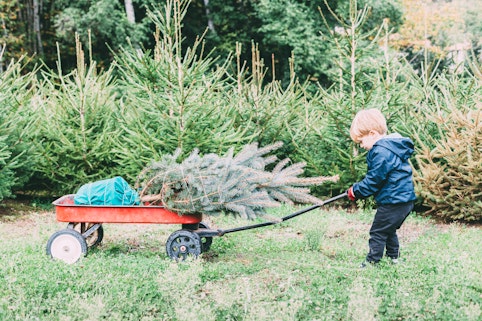 Child drags the Christmas tree chose on his cart 