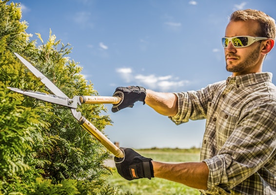 Man using heavy duty hedge shears to prune bush