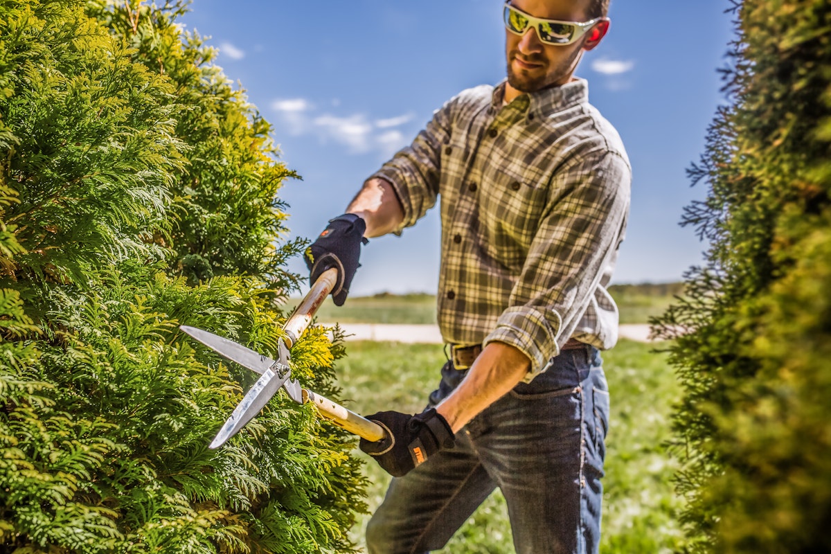 How to Prune Your Property | Guides & Projects | STIHL USA