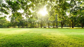 Beautiful landscape in park with tree and green grass field at morning.