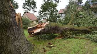 Storm damaged tree broken in half 