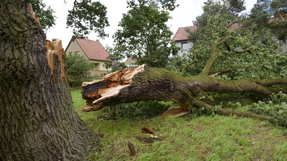 Storm damaged tree broken in half 