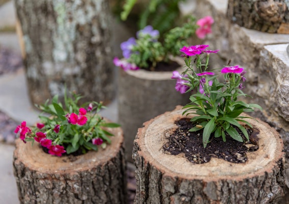 Colorful flowers planted in a natural log planter