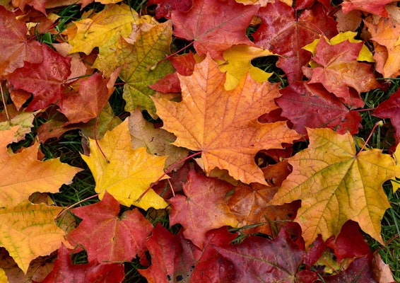 Wet, bright leaves of maple lie on the grass.