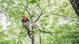 Man using MSA161 to cut branch up in a tree