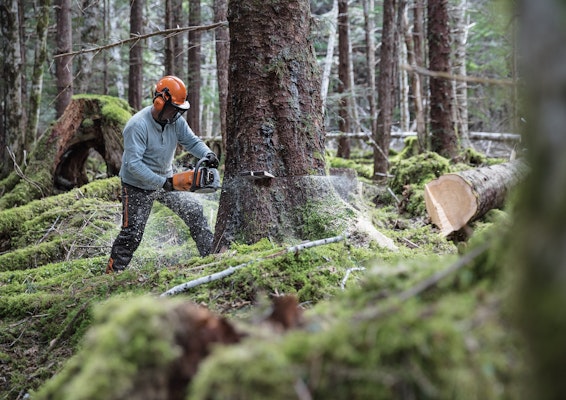 Man using chainsaw to chop down large tree in forest
