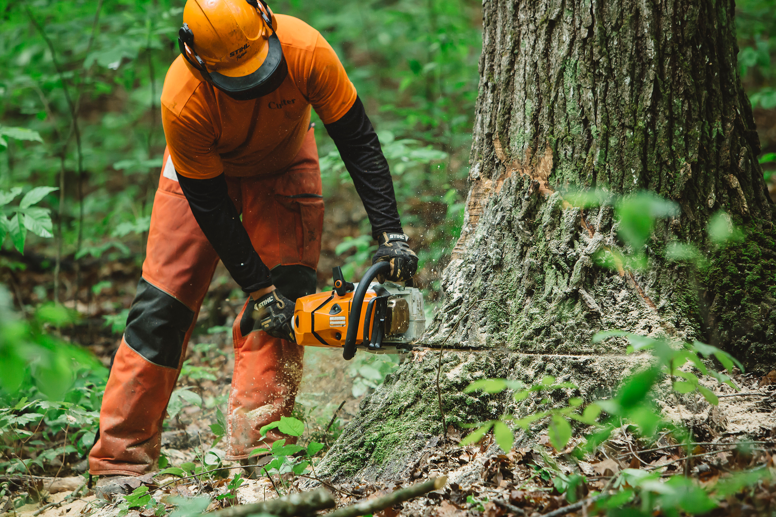 How To Fell A Tree Tree Felling Tips STIHL USA   1634925751 Ms500iact2003 