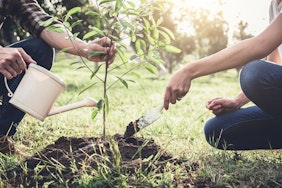 A couple using a shovel and watering can to plant a new tree in the grass.