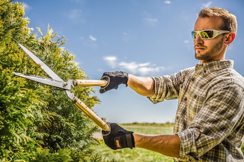 Hedge Shears