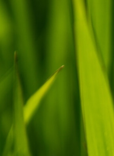 grass
