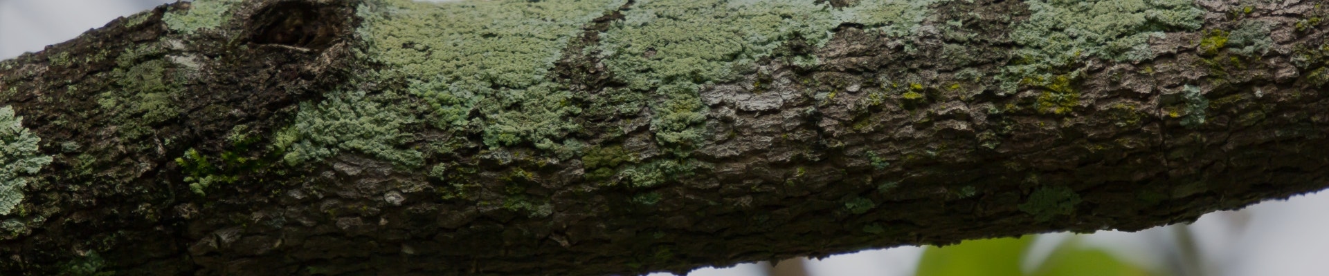 Image of branch with moss growing on it.