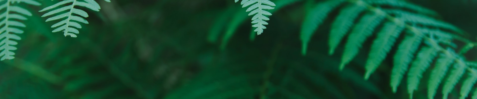 image of fern leaf