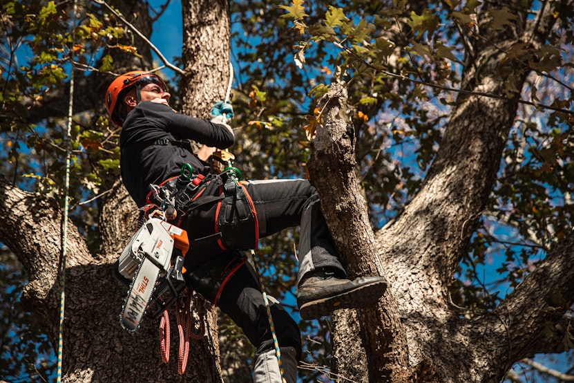 Tree Climbing Spikes: Dos, Don'ts & The Dangers of Using Them