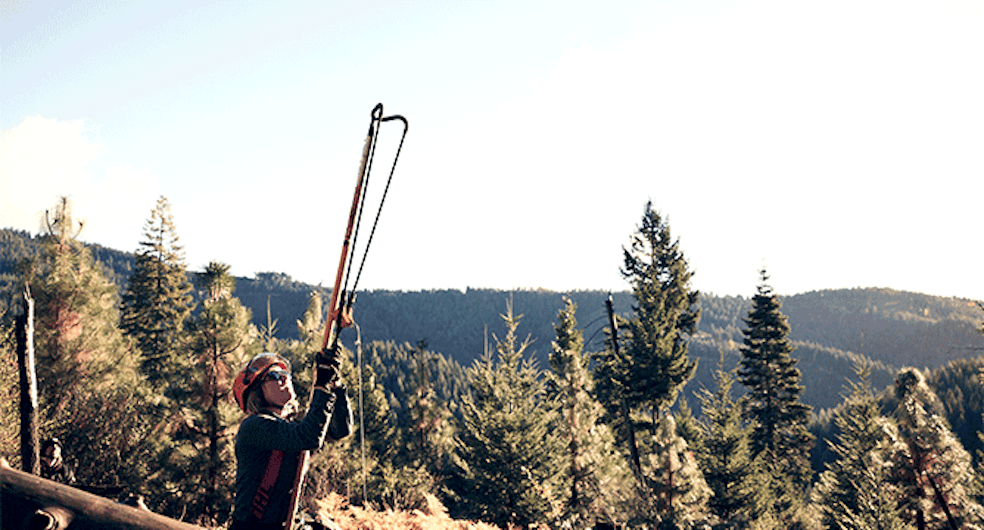 Arborist Katelyn Johnson gets her ropes in place to begin work.