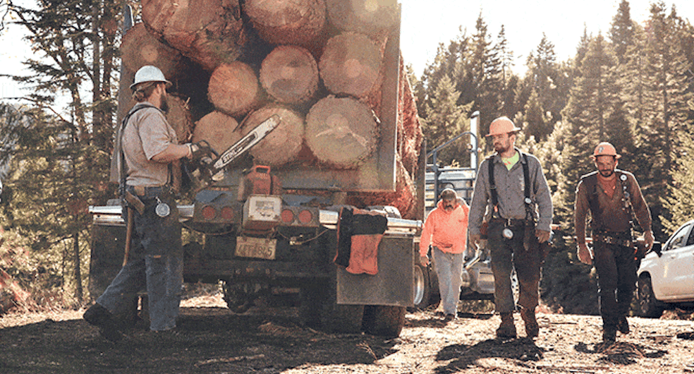 Professional loggers using STIHL MS 661 C-M MAGNUM® Chainsaw to complete their work