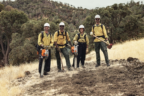 Group of professional arborists using STIHL chainsaws